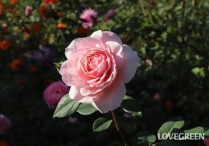 バラ（ピンク）の花言葉は「感謝」