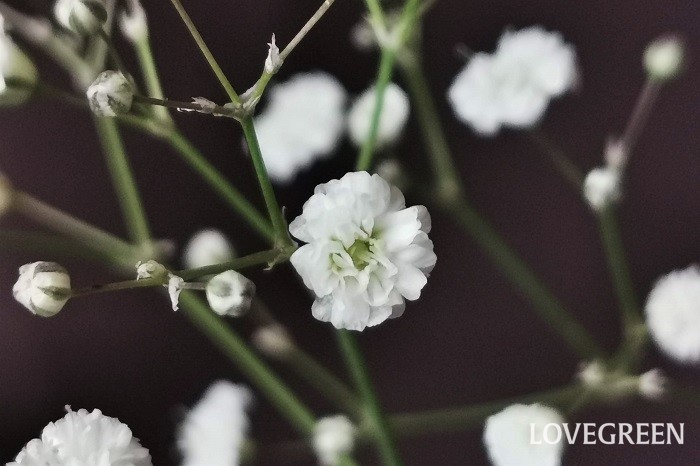 カスミソウの花言葉は「感謝」